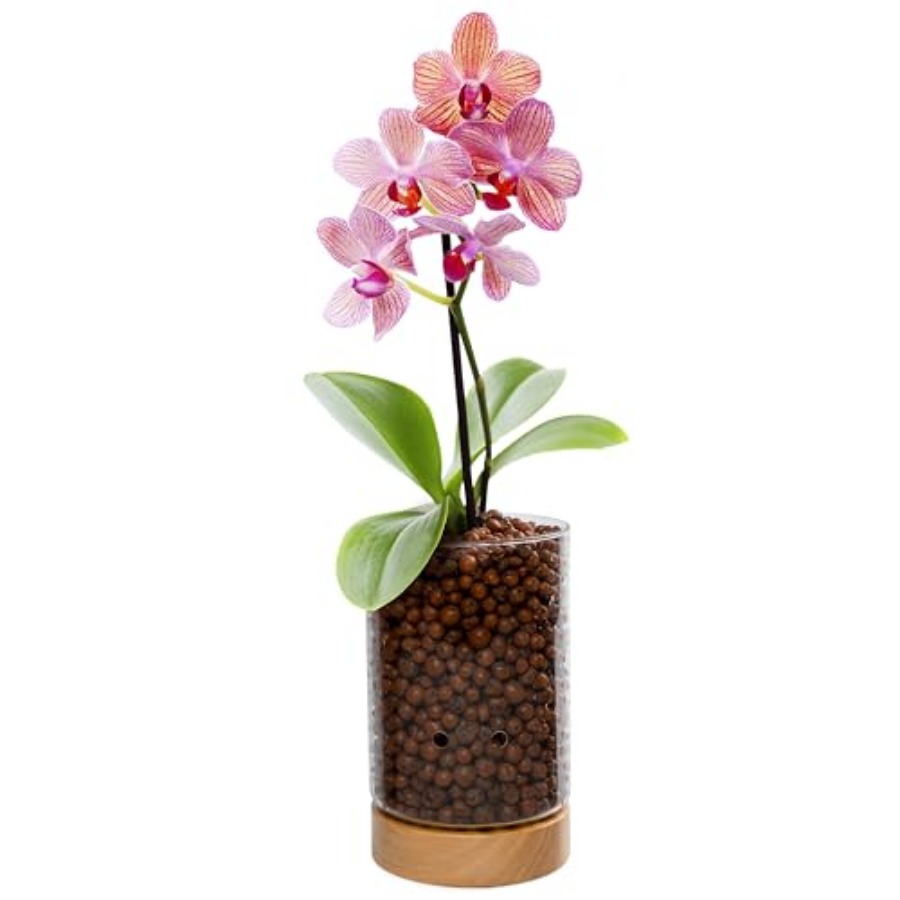 Glass Planter with Wooden Base - Clay Pebble Growing 评论和价格