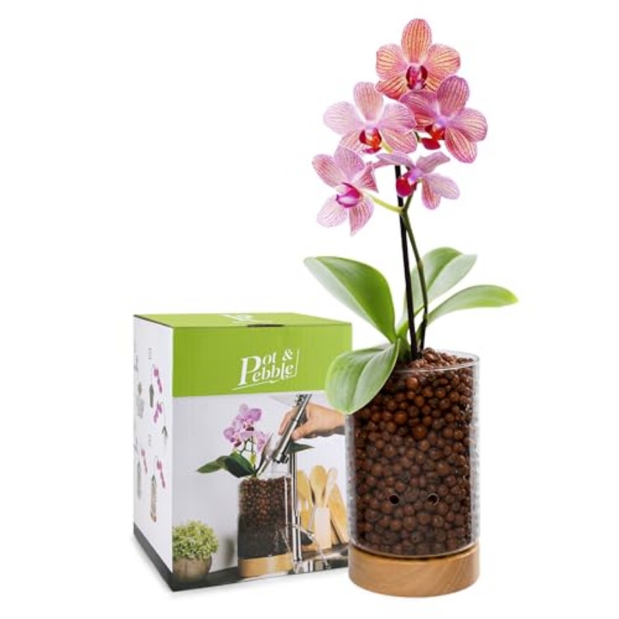 Glass Planter with Wooden Base - Clay Pebble Growing 评论和价格