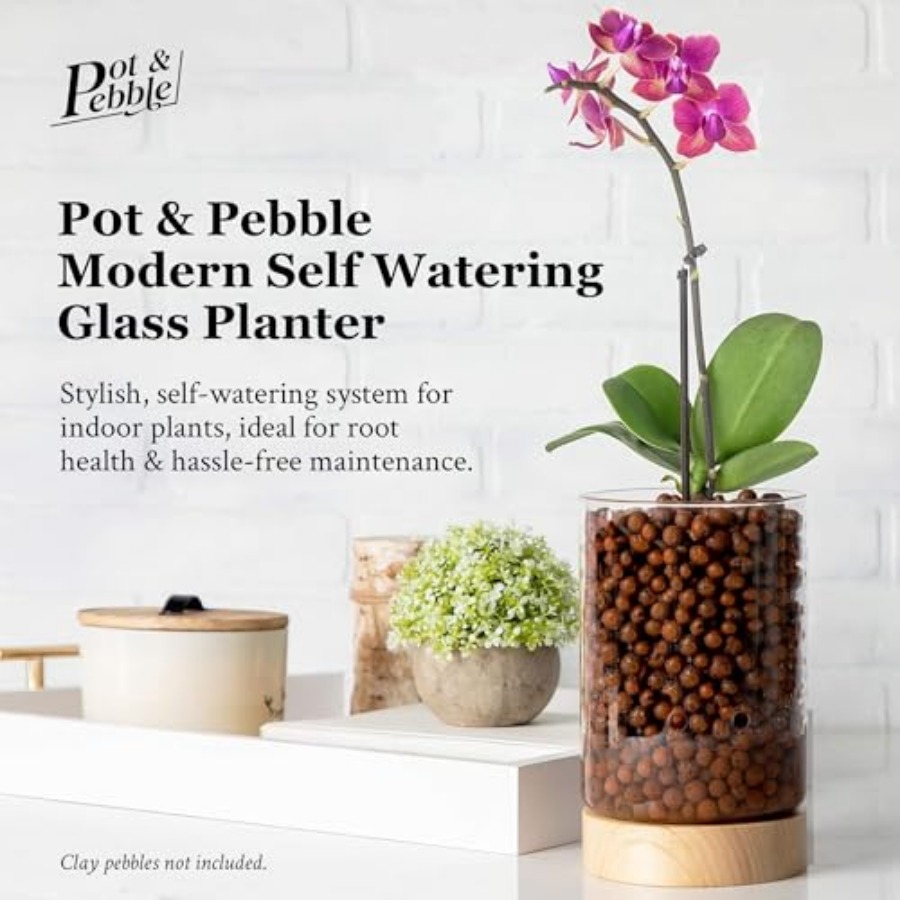 Glass Planter with Wooden Base - Clay Pebble Growing 评论和价格