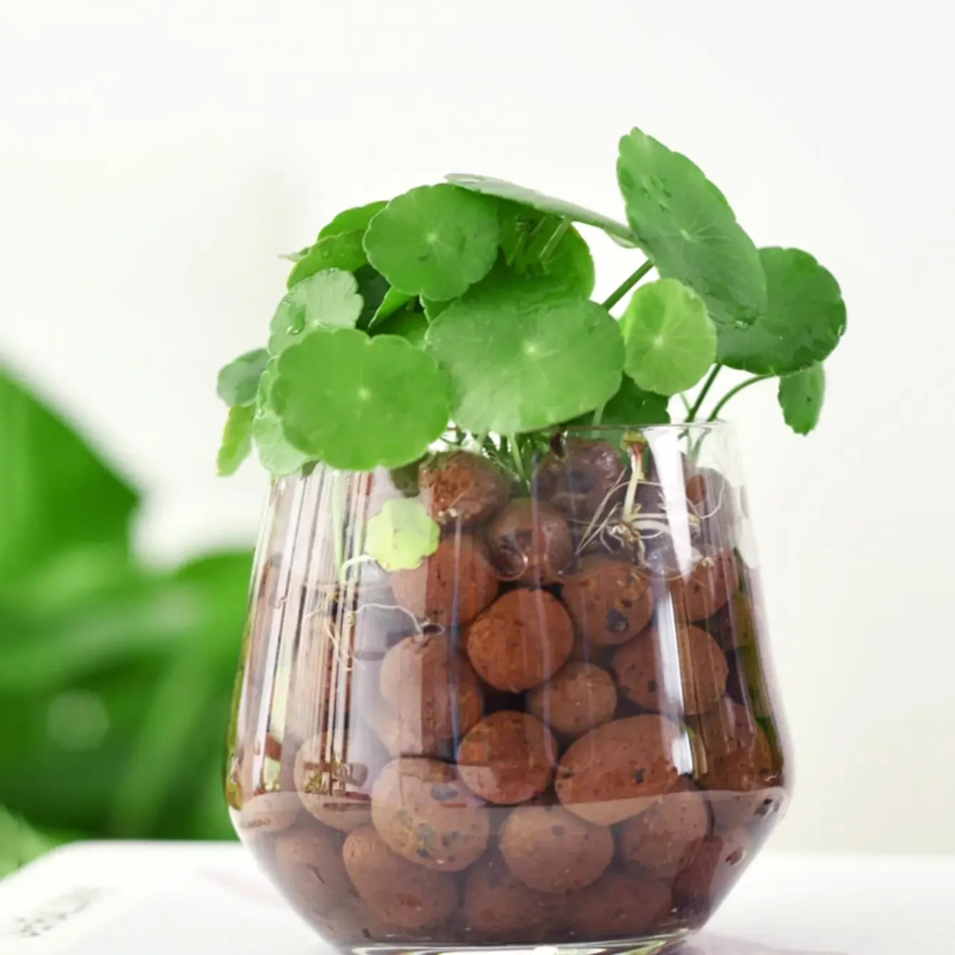 500g/pack Leca Balls Clay Pebb - Clay Pebble Growing 评论和价格