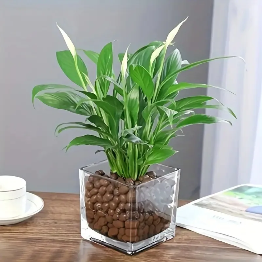 1LB Reusable Hydroponic Clay P - Clay Pebble Growing 评论和价格