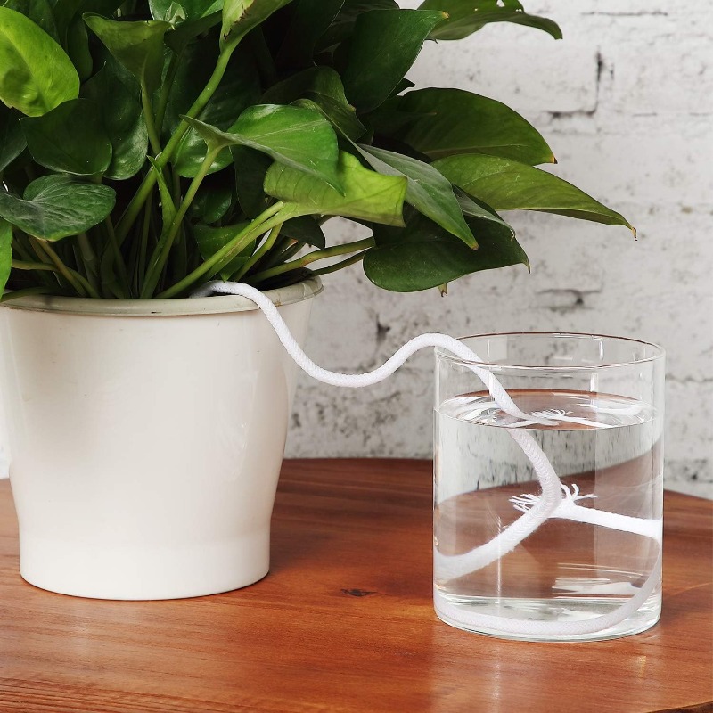 4/5/6mm Self-Watering Cotton R - Urban Farming System 评论和价格